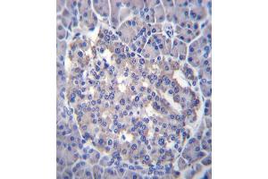 Sestrin-3 Antibody (Center ) (ABIN656403 and ABIN2845697) immunohistochemistry analysis in formalin fixed and paraffin embedded human pancreas tissue followed by peroxidase conjugation of the secondary antibody and DAB staining. (SESN3 抗体  (AA 320-347))