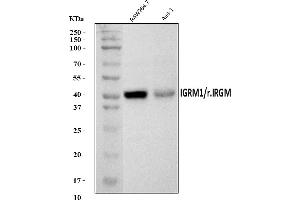 Western blot analysis of IRGM/Irgm1 using anti-IRGM/Irgm1 antibody (ABIN7601903).