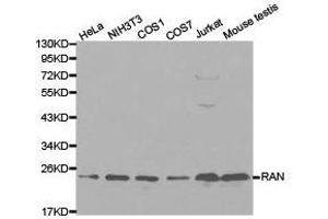 Western Blotting (WB) image for anti-RAN, Member RAS Oncogene Family (RAN) antibody (ABIN1874543) (RAN 抗体)