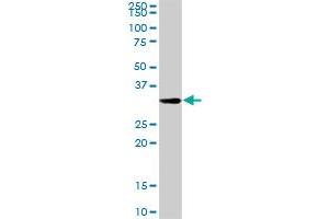HADHSC MaxPab rabbit polyclonal antibody. (HADH 抗体  (AA 1-314))