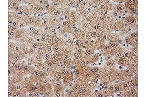 Image no. 1 for anti-Ubiquitin-Like 4A (UBL4A) antibody (ABIN1501648) (UBL4A 抗体)