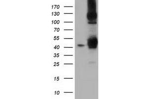 Image no. 5 for anti-DnaJ (Hsp40) Homolog, Subfamily A, Member 2 (DNAJA2) antibody (ABIN1497860) (DNAJA2 抗体)