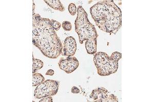 Immunohistochemical analysis of paraffin-embedded human placenta tissue using A performed on the Leica® BOND RXm.