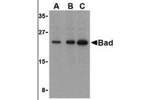 Western Blotting (WB) image for anti-BCL2-Associated Agonist of Cell Death (BAD) (C-Term) antibody (ABIN1030278) (BAD 抗体  (C-Term))