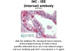Image no. 1 for anti-Insulin-Degrading Enzyme (IDE) (Internal Region) antibody (ABIN1735761) (IDE 抗体  (Internal Region))