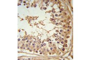 Immunohistochemistry in formalin fixed and paraffin embedded testis tissue reacted with FBXL5 Antibody (N-term) followed by peroxidase conjugation of the secondary antibody and DAB staining. (FBXL5 抗体  (N-Term))