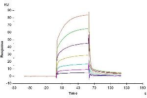 Surface Plasmon Resonance (SPR) image for CD274 (PD-L1) (AA 19-238) protein (His tag) (ABIN7275425)