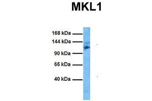 Host:  Rabbit  Target Name:  MKL1  Sample Tissue:  Mouse Spleen  Antibody Dilution:  1. (MKL1 抗体  (C-Term))