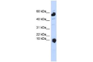 Western Blotting (WB) image for anti-Chromosome 1 Open Reading Frame 151 (C1orf151) antibody (ABIN2458895) (C1orf151 抗体)