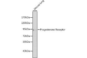 Western blot analysis of extracts of mouse lung, using Progesterone Receptor antibody (ABIN3022926, ABIN3022927, ABIN3022928 and ABIN6219301) at 1:500 dilution. (Progesterone Receptor 抗体  (C-Term))