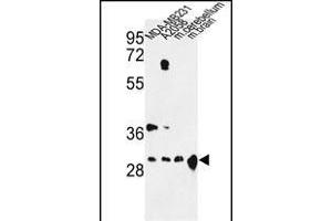 Western blot analysis of YWHAZ Antibody (Center) (ABIN652428 and ABIN2842220) in MDA-M,  cell line and mouse cerebellum, brain tissue lysates (35 μg/lane). (14-3-3 zeta 抗体  (AA 65-93))