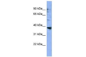 WB Suggested Anti-OR2L3 Antibody Titration: 0.