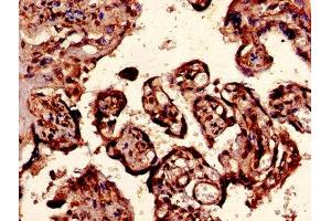 Immunohistochemistry of paraffin-embedded human placenta tissue using ABIN7152013 at dilution of 1:100 (EPO 抗体  (AA 28-191))
