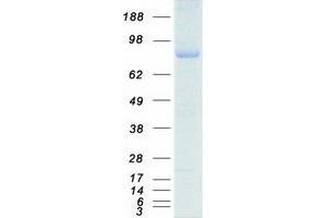 Western Blotting (WB) image for BRCA1 Associated Protein-1 (Ubiquitin Carboxy-terminal Hydrolase) (BAP1) protein (Myc-DYKDDDDK Tag) (ABIN2715149)