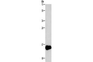 Western Blotting (WB) image for anti-Neurogranin (NRGN) antibody (ABIN2420917) (Neurogranin 抗体)
