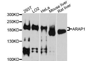 Western blot analysis of extracts of various cell lines, using ARAP1 antibody. (ARAP1 抗体  (AA 834-1133))