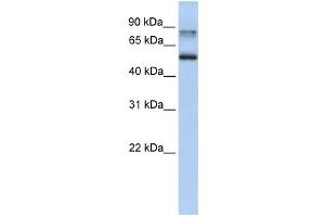 Western Blotting (WB) image for anti-Epsin 1 (EPN1) antibody (ABIN2459834) (Epsin 1 抗体)