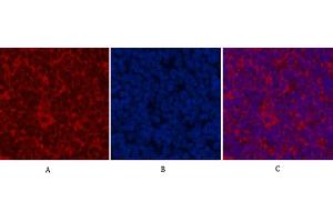 Immunofluorescence analysis of rat spleen tissue. (CDX2 抗体)