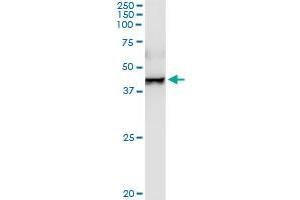 TXNDC4 MaxPab rabbit polyclonal antibody. (ERP44 抗体  (AA 1-406))