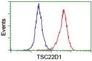 Image no. 14 for anti-TSC22 Domain Family, Member 1 (TSC22D1) antibody (ABIN1501535)