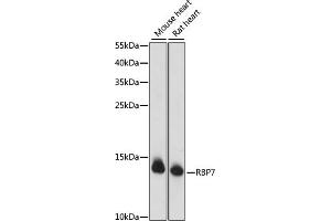 Western blot analysis of extracts of various cell lines, using RBP7 antibody (ABIN7269952) at 1000 dilution. (RBP7 抗体  (AA 1-134))