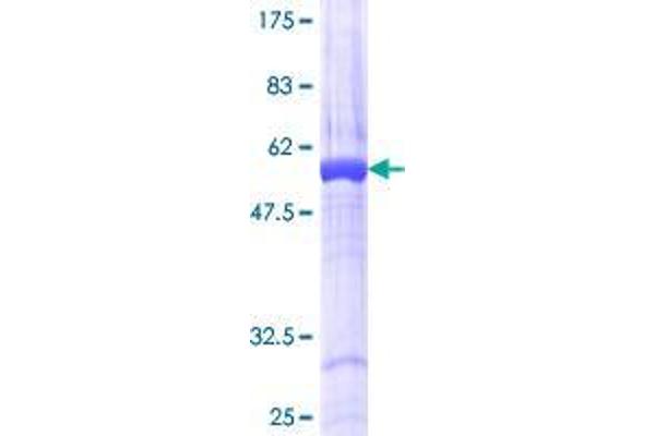 RASSF5 Protein (AA 1-265) (GST tag)