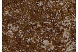 ABIN6276473 at 1/100 staining Mouse spleen tissue by IHC-P. (GBL 抗体)