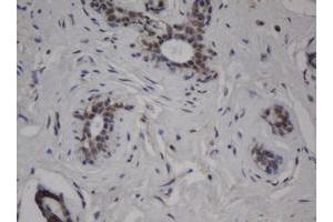 Image no. 2 for anti-Jun Proto-Oncogene (JUN) antibody (ABIN1498940) (C-JUN 抗体)