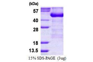 Image no. 1 for Adhesion Regulating Molecule 1 (Adrm1) (AA 1-407) protein (His tag) (ABIN7279784)