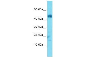 Host: Rabbit  Target Name: Ubl3  Sample Tissue: Mouse Muscle lysates  Antibody Dilution: 1. (UBL3 抗体  (N-Term))