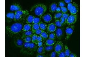 IF analysis of Glutaredoxin 1/GLRX using anti-Glutaredoxin 1/GLRX antibody (ABIN7598941). (Glutaredoxin 1 抗体  (AA 1-106))
