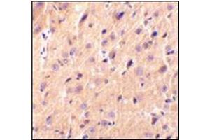 Immunohistochemical staining of rat brain tissue using AP30691PU-N at 2 μg/ml. (CBLN1 抗体  (Center))