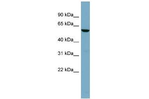 WB Suggested Anti-FUCA1 Antibody Titration: 0. (FUCA1 抗体  (Middle Region))