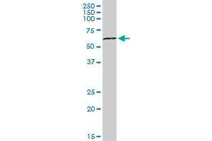 SUOX MaxPab rabbit polyclonal antibody. (SUOX 抗体  (AA 1-488))