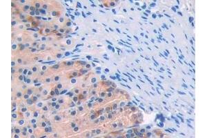 Detection of CD10 in Rat Stomach Tissue using Polyclonal Antibody to Neprilysin (CD10) (MME 抗体  (AA 32-164))