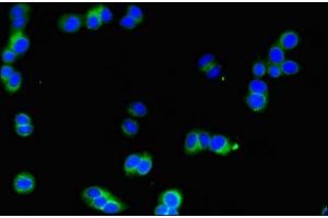 Immunofluorescent analysis of HepG2 cells using ABIN7169181 at dilution of 1:100 and Alexa Fluor 488-congugated AffiniPure Goat Anti-Rabbit IgG(H+L) (SIK1 抗体  (AA 492-750))