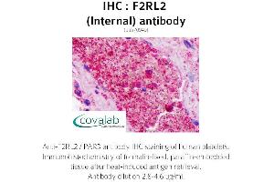Image no. 2 for anti-Coagulation Factor II (thrombin) Receptor-Like 2 (F2RL2) (Internal Region) antibody (ABIN1734216) (F2RL2 抗体  (Internal Region))