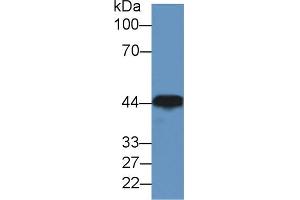 Western blot analysis of Dog Brain lysate, using Rabbit Anti-Human CKM Antibody (2 µg/ml) and HRP-conjugated Goat Anti-Rabbit antibody (abx400043, 0. (CKM 抗体  (AA 11-367))