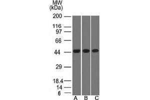 Western blot testing of A) K562, B) HEK293 and C) A549 lysate using Napsin A antibody. (NAPSA 抗体)