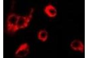 Immunofluorescence (IF) image for anti-Peroxiredoxin 6 (PRDX6) antibody (ABIN7308224)