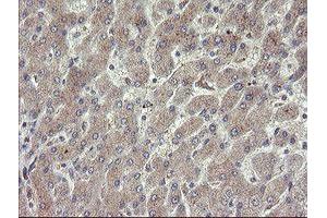 Image no. 6 for anti-rho GTPase Activating Protein 2 (ARHGAP2) antibody (ABIN1499627)