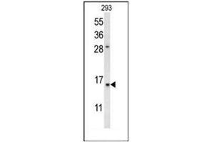 Western blot analysis of REG3A Antibody (N-term) in 293 cell line lysates (35ug/lane). (REG3A 抗体  (N-Term))