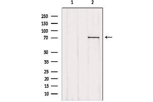 Western blot analysis of extracts from 293, using LGALS3BP antibody. (LGALS3BP 抗体  (C-Term))
