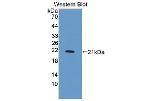 Western blot analysis of the recombinant protein. (PDGF-BB Homodimer (AA 82-190) 抗体)