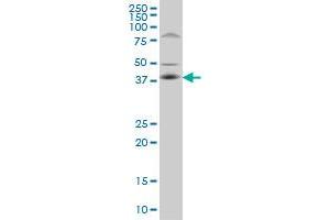 C10orf4 monoclonal antibody (M02), clone 2C4 Western Blot analysis of C10orf4 expression in PC-12 . (FRA10AC1 抗体  (AA 1-100))