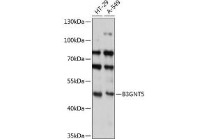 Western blot analysis of extracts of various cell lines, using B3GNT5 antibody (ABIN7271205) at 1:3000 dilution. (B3GNT5 抗体  (AA 36-378))