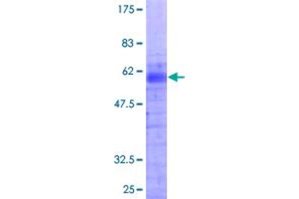 HOXB1 Protein (AA 1-235) (GST tag)