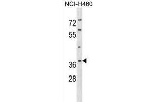 PIG3 Antibody (C-term) (ABIN1536787 and ABIN2838271) western blot analysis in NCI- cell line lysates (35 μg/lane). (MRPL41 抗体  (C-Term))