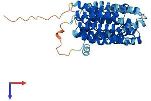 ORCTL-2/SLC22A18 Protein (AA 1-424) (His tag)