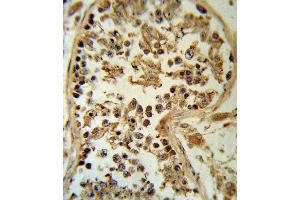 SMYD3 Antibody (N-term) (ABIN391518 and ABIN2841479) IHC analysis in formalin fixed and paraffin embedded human testis tissue followed by peroxidase conjugation of the secondary antibody and DAB staining. (SMYD3 抗体  (N-Term))